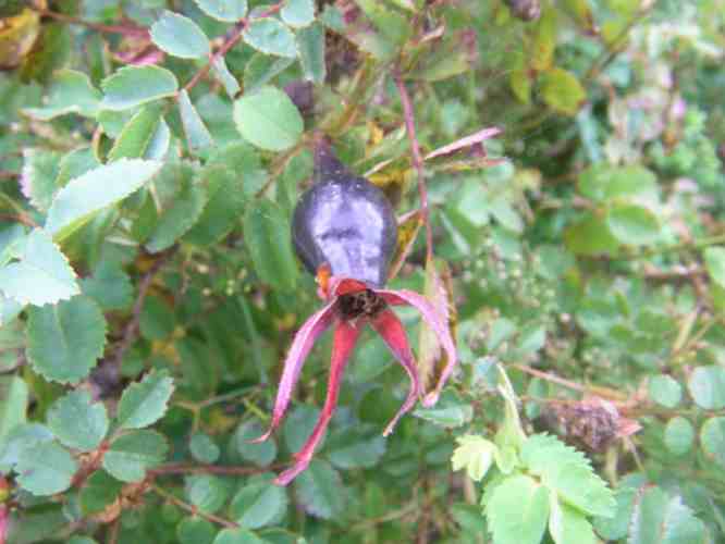 ‘Mon Amie Claire’, schwarze, atypisch längliche Frucht am Strauch.