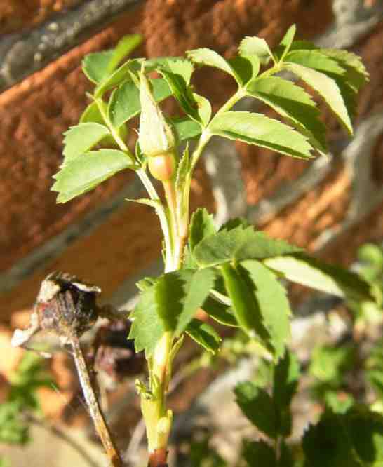 ‘Nankin’, frühe Knospe im April.