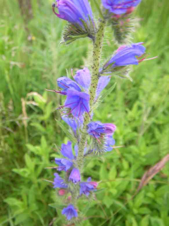 Natternkopf, leuchtend blaue offene Blüten.