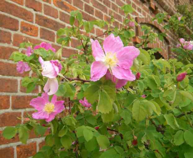 Rosa marmorierte offene Blüten am Strauch.