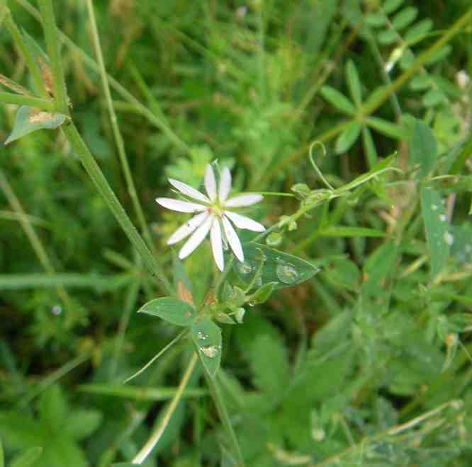 Kleine weiße strahlenförmige Blüte.