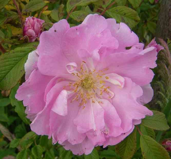 “Nørre Tranders”, Nahaufnahme Einzelblüte, zart rosa, locker gefüllt, offene Mitte.
