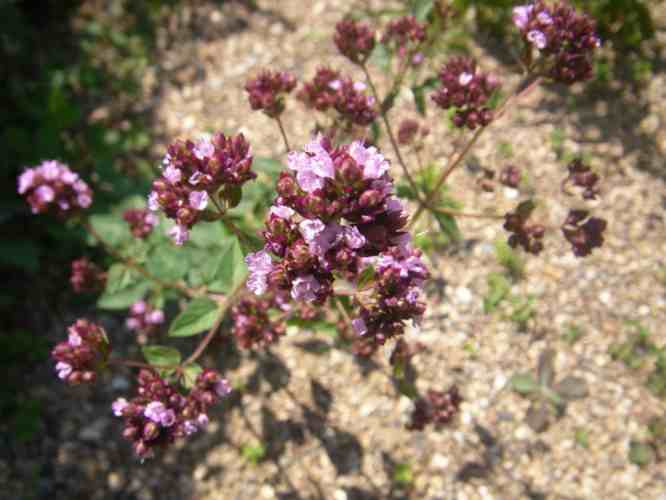 Kleine aber zahlreiche Blütendolden in rosa-violette.