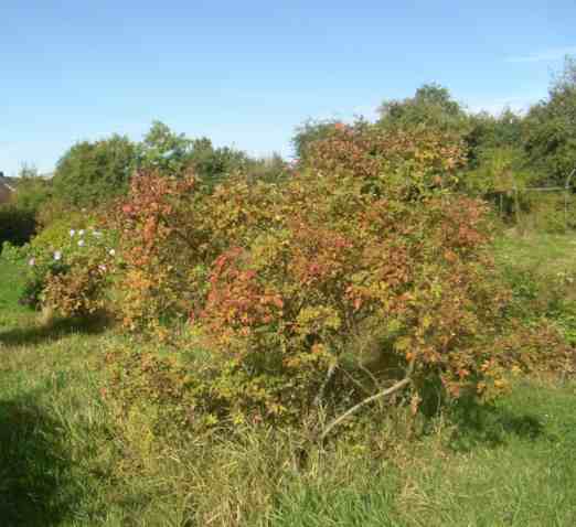 “Päiväranta”, Strauch um 220 cm mit Beginn Herbstlaub in rostroter Farbe.