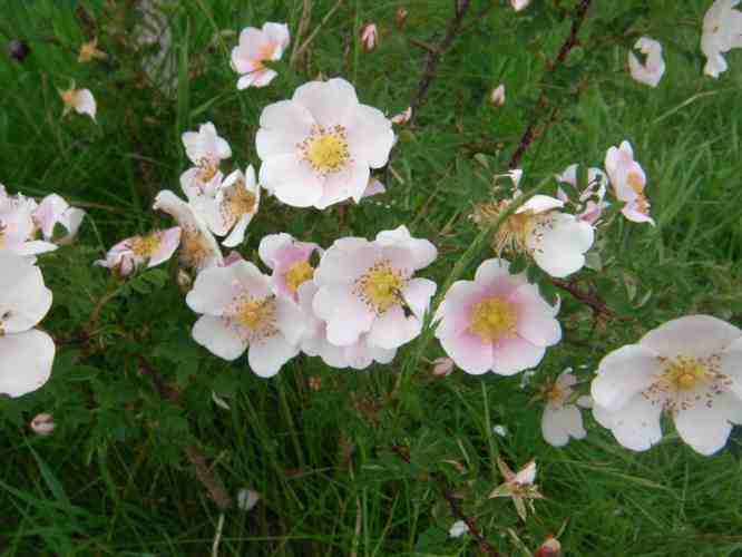 ‘Paimo’, hellrosa farbene Blüten dem Trieb entlang.
