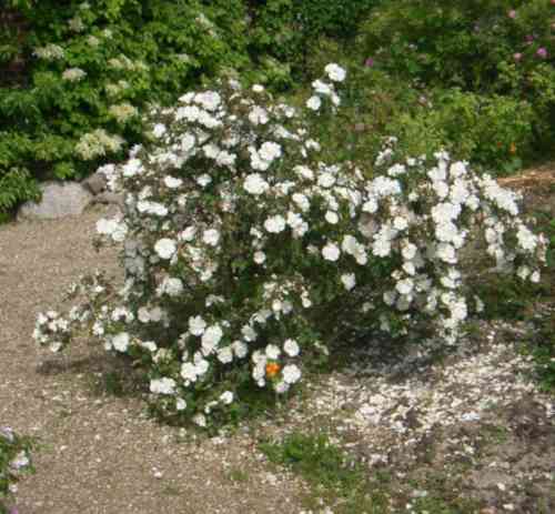 ‘Paula Vapelle’, weiß blühender Strauch um 100 cm in Vollblüte.