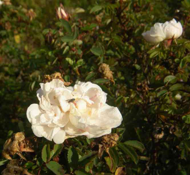 ‘Paula Vapelle’, weiße bis blass rosa gefüllte Blüten und Knospen am Strauch.