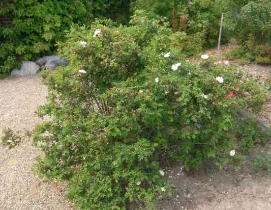 ‘Paula Vapelle’ mit weißen, blaß rosafarbenen Rosettenblüten am Strauch um 120 cm.