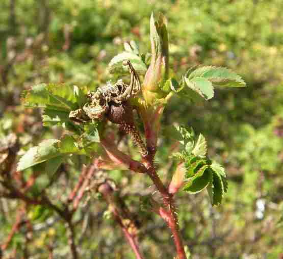 ‘Paula Vapelle’, frühe Knospen im April.