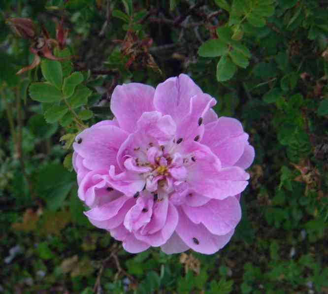 ‘Paula Vapelle’, eine rosafarbene Blüte.