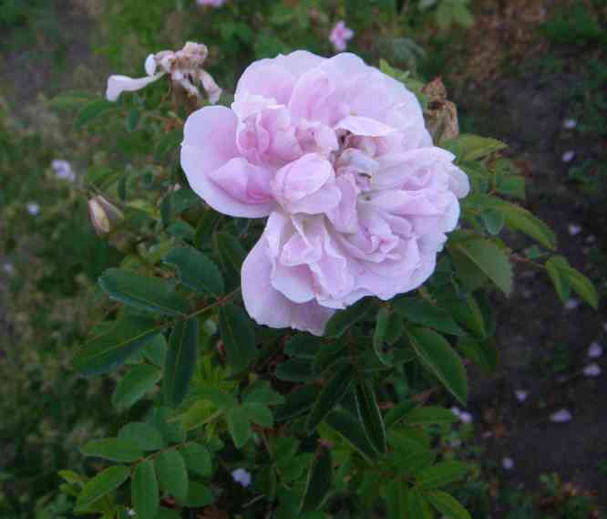 ‘Paula Vapelle’, blass rosafarben marmorierte Blüte.