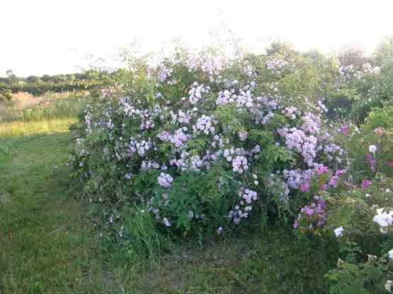 ‘Paul’s Himalayan Musk’, blühender breiter und hoher Strauch.