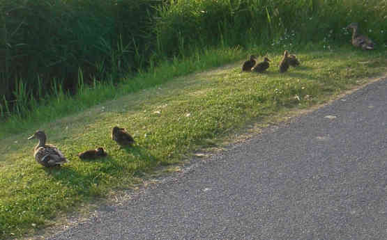 Enten mit Küken auf gemähten Streifen am Straßenrand.