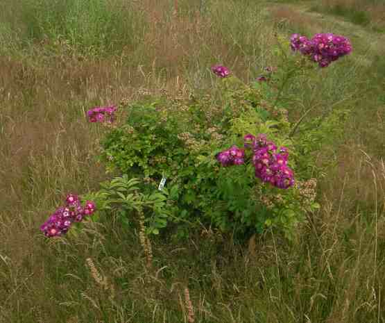 ‘Perennial Blue’ als junger Strauch um 120 cm in Blüte mit violetten bis pinken halbgefüllten Blüten in größeren Trauben.