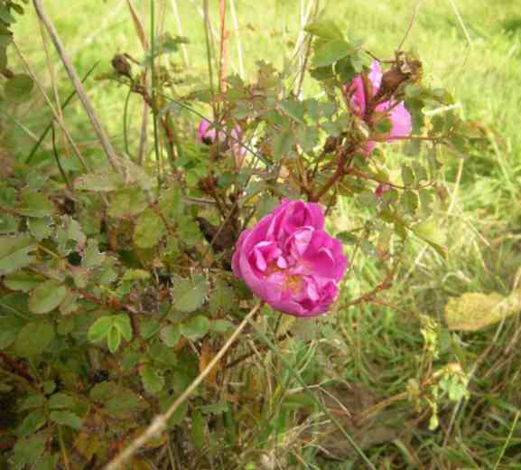 Kleine pinke halbgefüllte Becherblüten am kleinen Strauch.