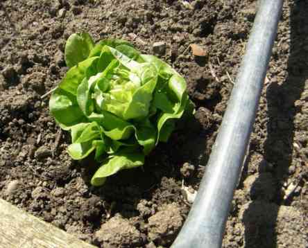 Pflücksalat ins Hochbeet umgepflanzt.