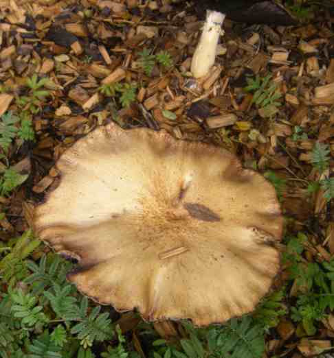 Pilz zuvor in Nahaufnahme.
