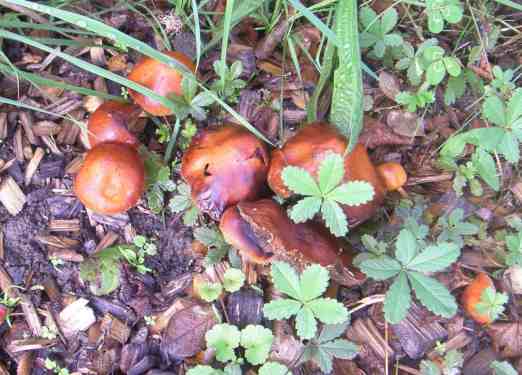 Kleine bräunliche abgerundete Pilze beisammen.