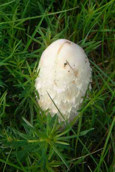 Weißer, kegelförmiger Pilz in der Wiese.
