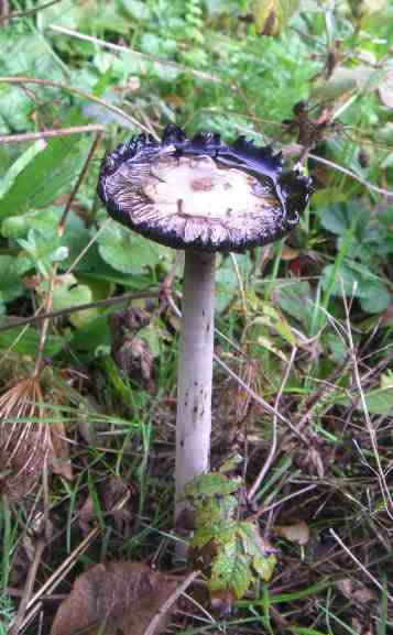 weißer langstieliger Pilz mit kleinem rundlichen tellerförmigen und schwarz verfärbten Kopf.
