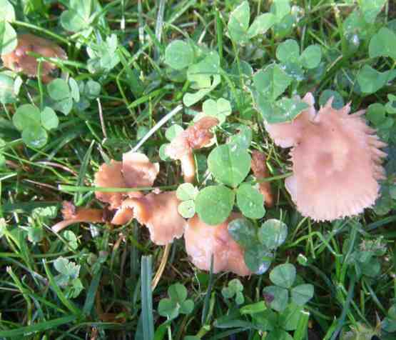 Niedrige, schwammig wirkende, asymmetrische, bräunliche Pilze.