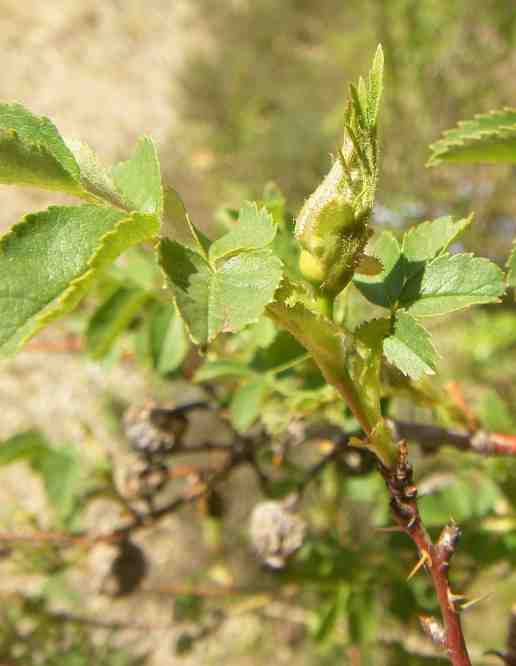 ‘Posliinikaunotar’, Knospen gegen Ende April.