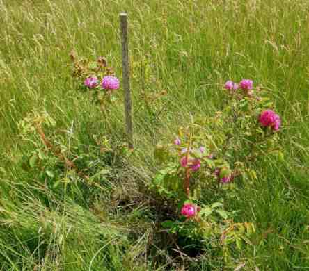 “Preetz rote Moosrose”, junger Strauch, asymetrisch, blühend in Wiese.