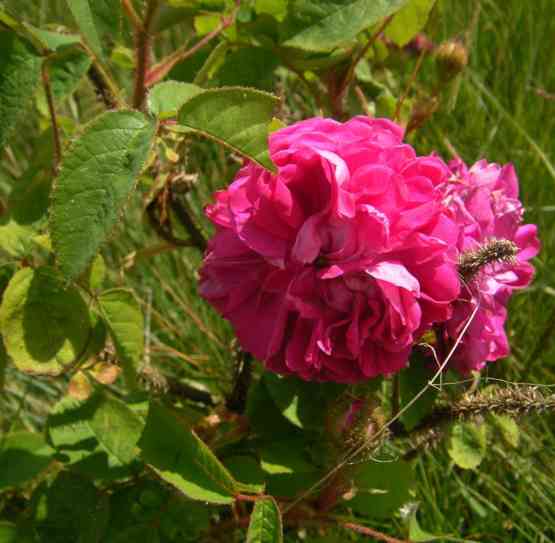 “Preetz rote Moosrose”, kräftig grünes schlankes Laub und Blüttenrosette.