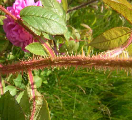 “Preetz rote Moosrose”, bräunlich-rötliche Triebe und Nebenblätter.