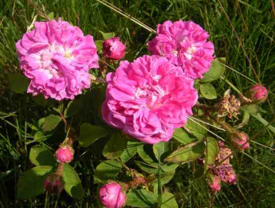 “Preetz rote Moosrose”, Blütendolden am Strauch.