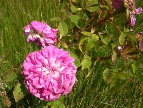 “Preetz rote Moosrose”, Auf- und Seitenansicht zweirer Blüten.