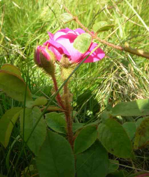 “Preetz rote Moosrose”, Seitenansicht auf eine flache sich öffnende Blüte.