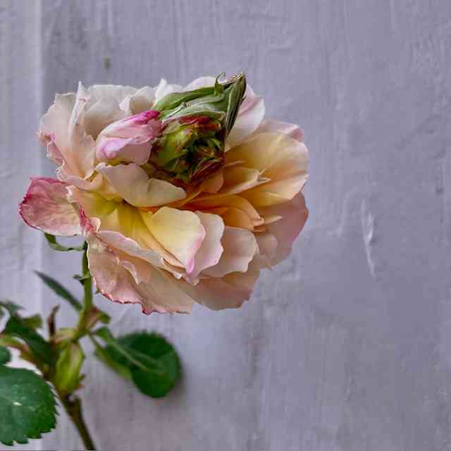 Sprossung bei ‘Crown Princess Margareta’