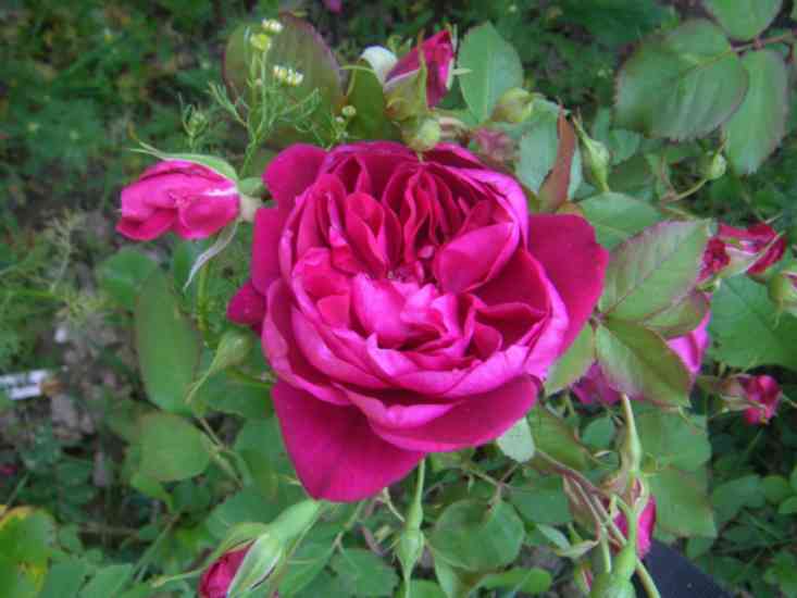 ‘Quadra’, Blütendolde mit einer geöffneten roten Blüte.