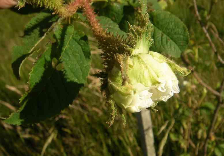 ‘Reine Blanche’, grünlicher Schimmer an den Außen-Petalen.