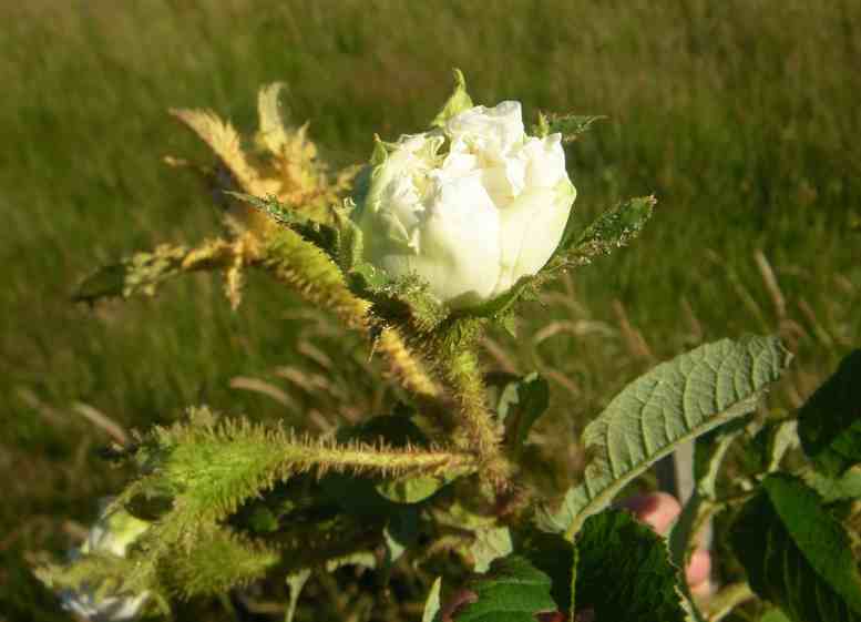 ‘Reine Blanche’, bemooste Knospe und weiß aufgehende Blüte.