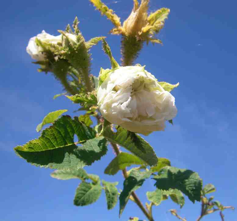 ‘Reine Blanche’, Aufsicht auf dicht gefüllte, sich öffnende weiße Blüte gegen blauen Himmel.