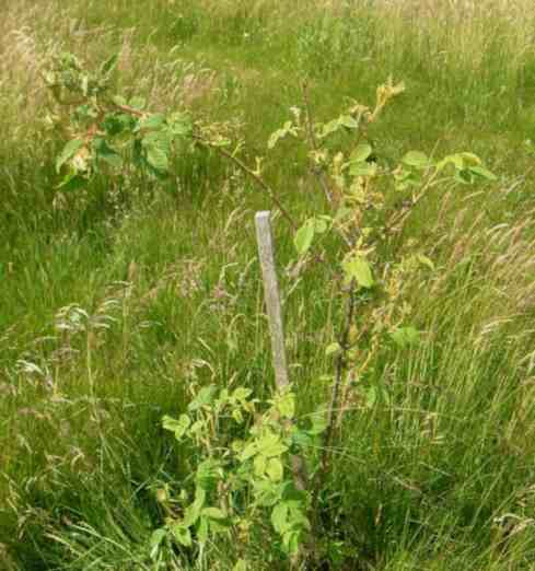 ‘Reine Blanche’, junge, stacksige Pflanze in Wiese.