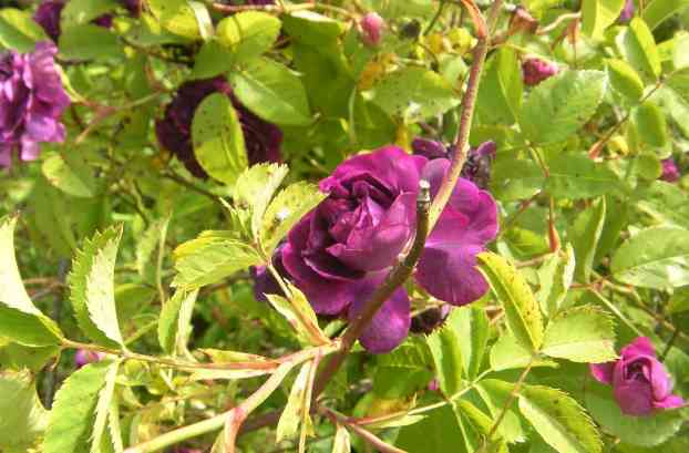 “Reine des Violettes, dunkle var. Ci”, sich öffnende gut sortierte Blüte.
