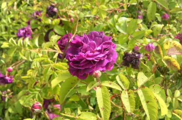 “Reine des Violettes, dunkle var. Ci”, Seitenansicht auf etwas aufgeblusterte Blüte.