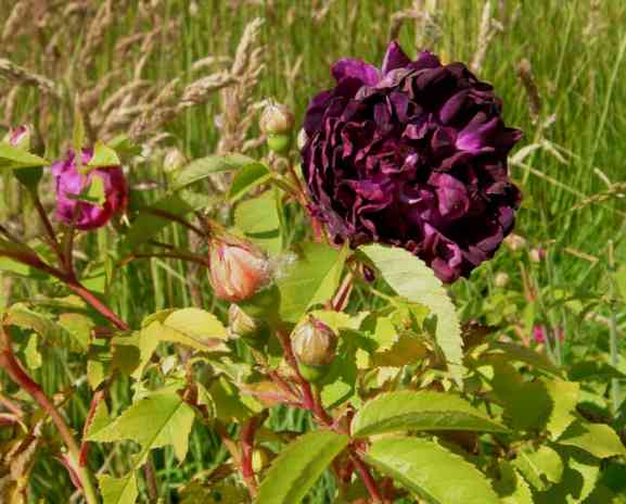 “Reine des Violettes, dunkle var. Ci”, Knospen und eine offene, dunkel rot-violette, gut gefüllte Blüte mit schwarzen Schatten.