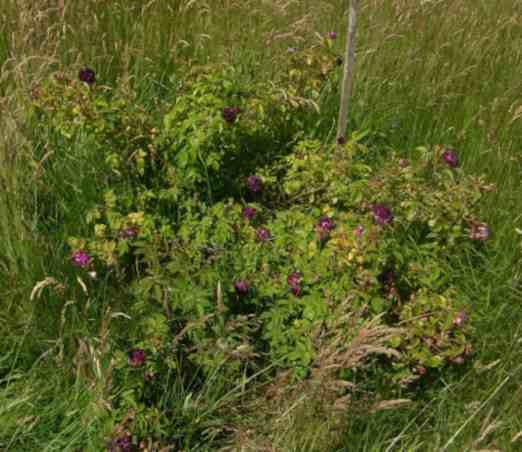 “Reine des Violettes, dunkle var. Ci”, breiter um 200 cm hoher Strauch blühend in der Wiese des Parks.