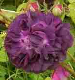 “Reine des Violettes dunkel, Cirsten”, dunkel rot-violette gut gefüllte Blüte.