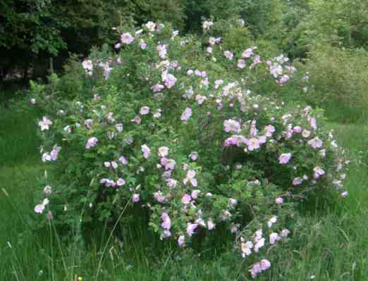 “Ristinummi”, 150-200 cm großer Strauch im Park, kurz vor der Vollblüte.