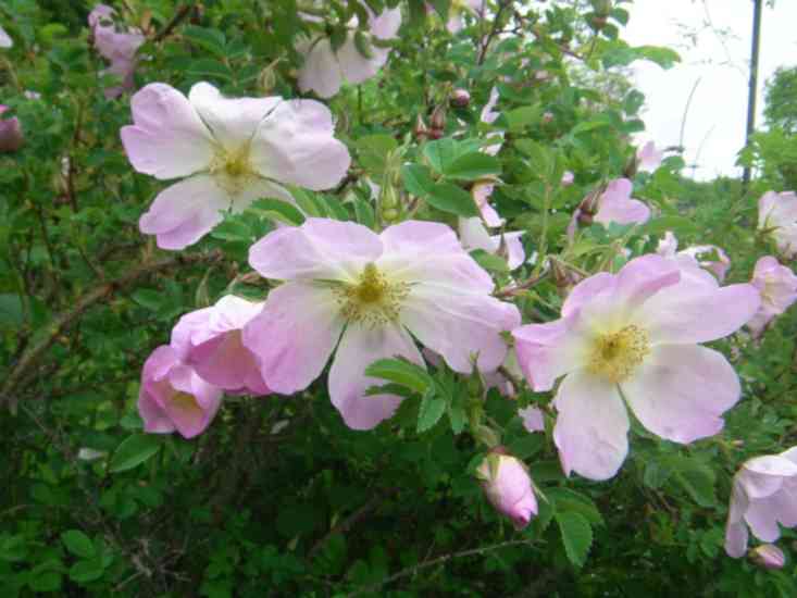 “Ristinummi” – große offene zart rosa-weiße Blüten am Strauch.