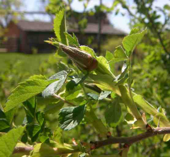 “Ristinummi”, frühe Knospen im April.