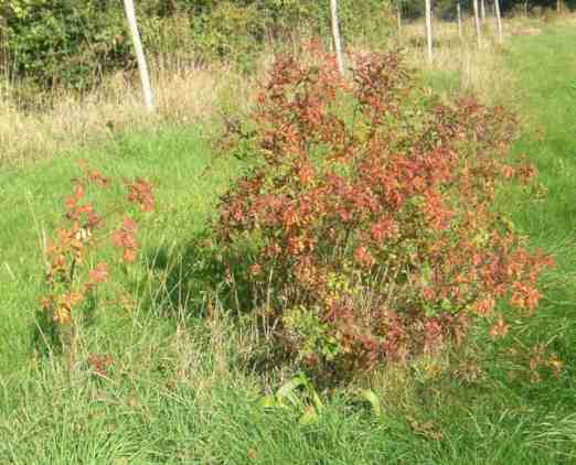 Hellrötliches Laub bei Rosa carolina, Strauch um 120 cm, buschig.