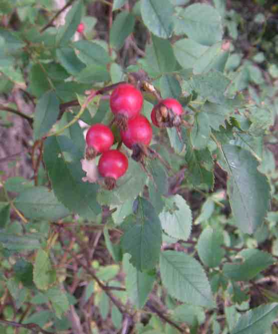 Rosa glauca, rote rundliche Früchte in Büschel am Strauch.