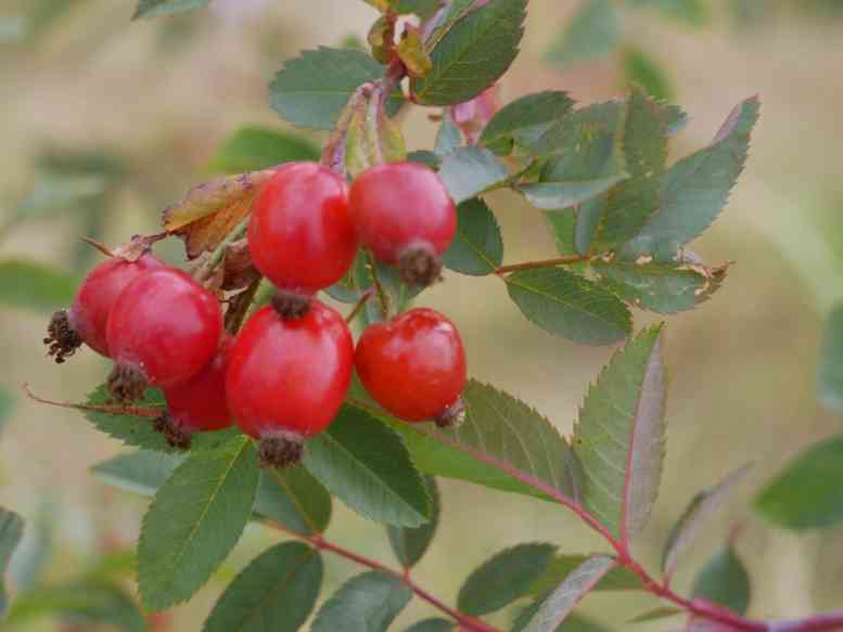 Rosa glauca mechliniae, Büschel rlter rundlicher Früchte am Strauch.