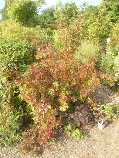 Rosa macounii, schlanker aber hoher Strauch um 200 cm mit Beginn Herbstlaub und einigen Früchten.